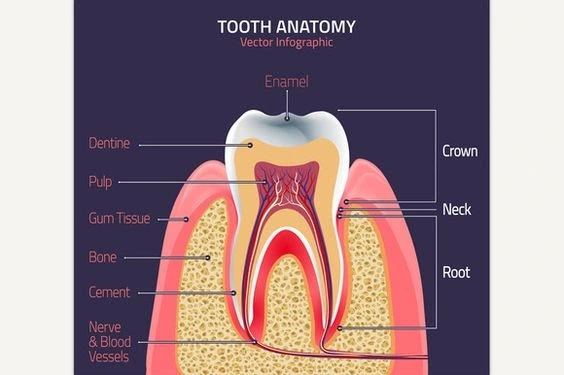 teeth-anatomy-thumbnail