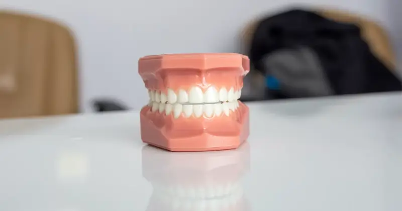 human tooth model
